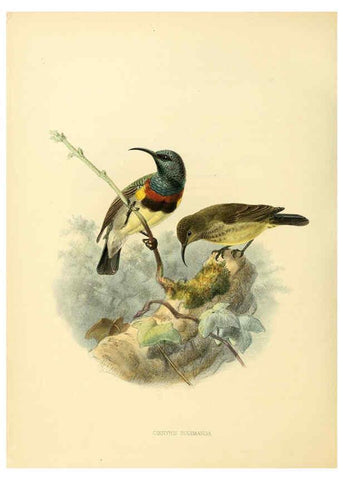 Reproducción/Reproduction 6431112755: A monograph of the Nectariniidae, or, Family of sun-birds London :Published by the author,1876-1880