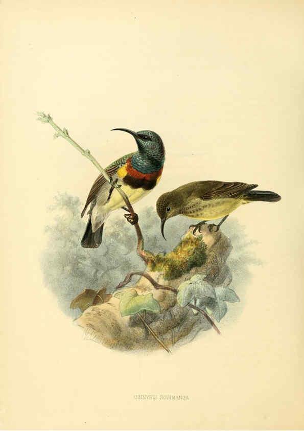 Reproducción/Reproduction 6431112755: A monograph of the Nectariniidae, or, Family of sun-birds London :Published by the author,1876-1880
