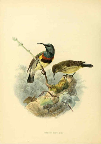 Reproducción/Reproduction 6431112755: A monograph of the Nectariniidae, or, Family of sun-birds London :Published by the author,1876-1880