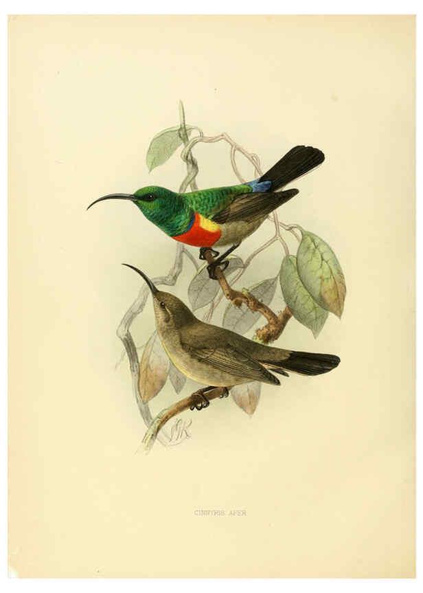 Reproducción/Reproduction 6431113115: A monograph of the Nectariniidae, or, Family of sun-birds London :Published by the author,1876-1880