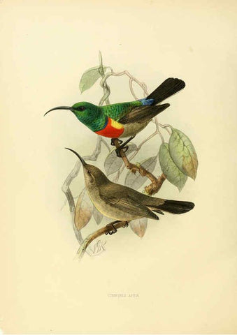 Reproducción/Reproduction 6431113115: A monograph of the Nectariniidae, or, Family of sun-birds London :Published by the author,1876-1880