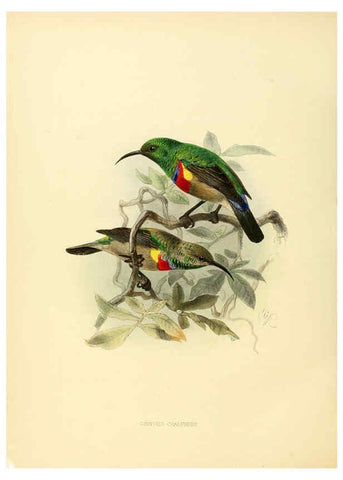 Reproducción/Reproduction 6431113491: A monograph of the Nectariniidae, or, Family of sun-birds London :Published by the author,1876-1880