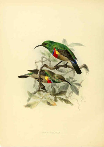 Reproducción/Reproduction 6431113491: A monograph of the Nectariniidae, or, Family of sun-birds London :Published by the author,1876-1880