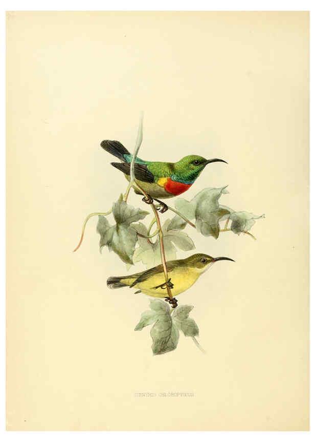 Reproducción/Reproduction 6431113827: A monograph of the Nectariniidae, or, Family of sun-birds London :Published by the author,1876-1880