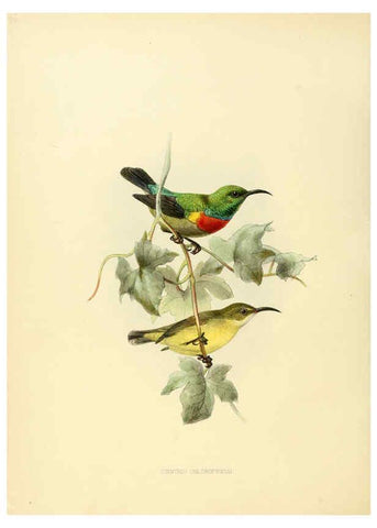 Reproducción/Reproduction 6431113827: A monograph of the Nectariniidae, or, Family of sun-birds London :Published by the author,1876-1880