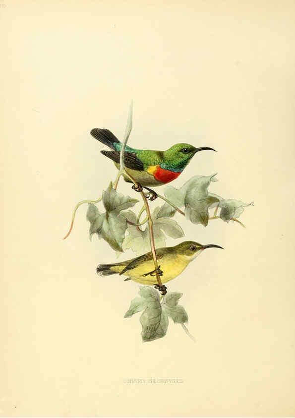 Reproducción/Reproduction 6431113827: A monograph of the Nectariniidae, or, Family of sun-birds London :Published by the author,1876-1880