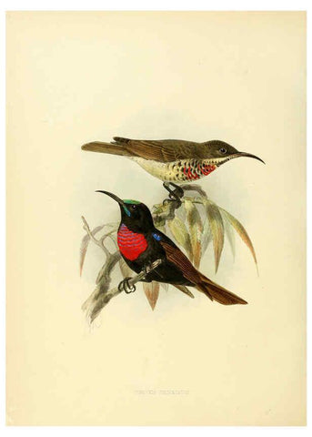 Reproducción/Reproduction 6431114347: A monograph of the Nectariniidae, or, Family of sun-birds London :Published by the author,1876-1880