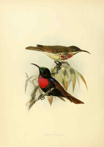 Reproducción/Reproduction 6431114347: A monograph of the Nectariniidae, or, Family of sun-birds London :Published by the author,1876-1880