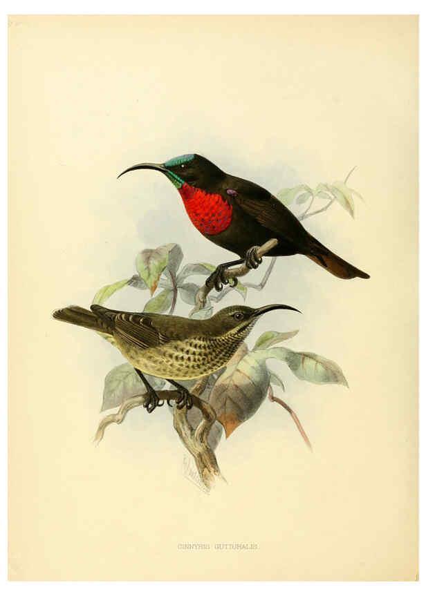 Reproducción/Reproduction 6431114717: A monograph of the Nectariniidae, or, Family of sun-birds London :Published by the author,1876-1880