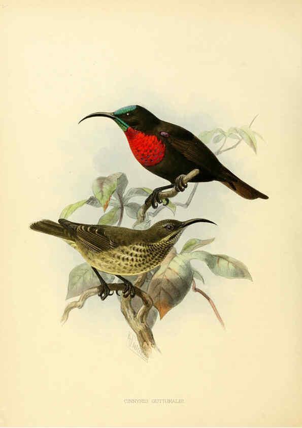 Reproducción/Reproduction 6431114717: A monograph of the Nectariniidae, or, Family of sun-birds London :Published by the author,1876-1880