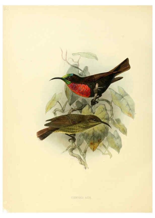 Reproducción/Reproduction 6431115037: A monograph of the Nectariniidae, or, Family of sun-birds London :Published by the author,1876-1880