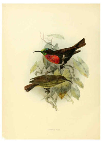 Reproducción/Reproduction 6431115037: A monograph of the Nectariniidae, or, Family of sun-birds London :Published by the author,1876-1880