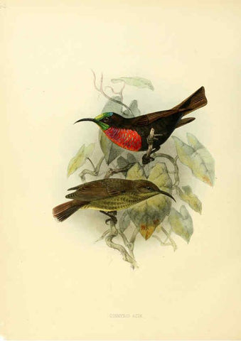 Reproducción/Reproduction 6431115037: A monograph of the Nectariniidae, or, Family of sun-birds London :Published by the author,1876-1880