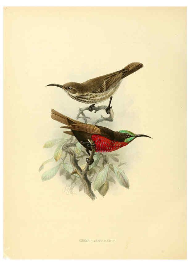 Reproducción/Reproduction 6431115409: A monograph of the Nectariniidae, or, Family of sun-birds London :Published by the author,1876-1880