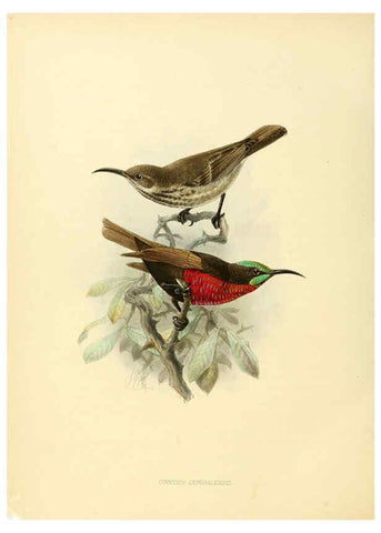 Reproducción/Reproduction 6431115409: A monograph of the Nectariniidae, or, Family of sun-birds London :Published by the author,1876-1880