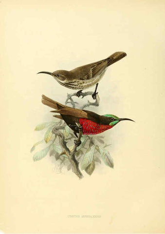 Reproducción/Reproduction 6431115409: A monograph of the Nectariniidae, or, Family of sun-birds London :Published by the author,1876-1880