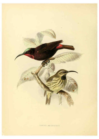 Reproducción/Reproduction 6431115753: A monograph of the Nectariniidae, or, Family of sun-birds London :Published by the author,1876-1880