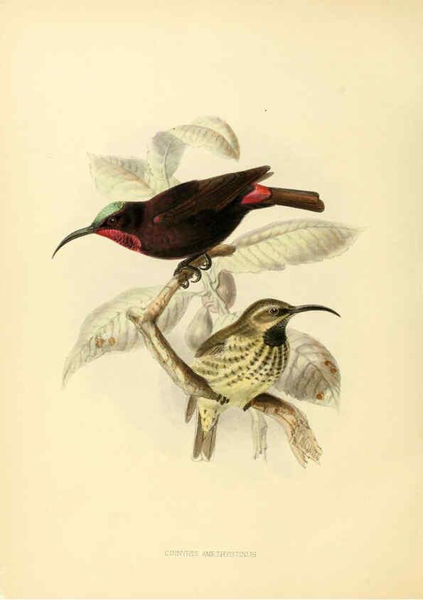 Reproducción/Reproduction 6431115753: A monograph of the Nectariniidae, or, Family of sun-birds London :Published by the author,1876-1880