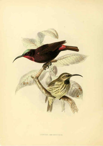Reproducción/Reproduction 6431115753: A monograph of the Nectariniidae, or, Family of sun-birds London :Published by the author,1876-1880