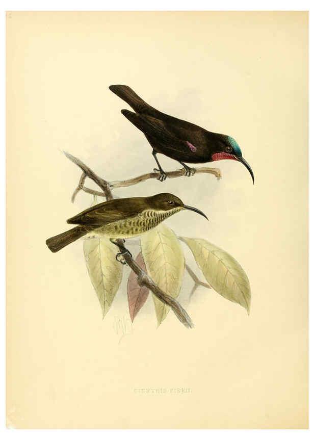 Reproducción/Reproduction 6431116231: A monograph of the Nectariniidae, or, Family of sun-birds London :Published by the author,1876-1880