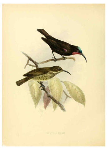 Reproducción/Reproduction 6431116231: A monograph of the Nectariniidae, or, Family of sun-birds London :Published by the author,1876-1880