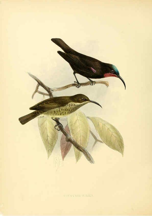 Reproducción/Reproduction 6431116231: A monograph of the Nectariniidae, or, Family of sun-birds London :Published by the author,1876-1880