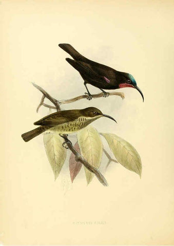 Reproducción/Reproduction 6431116231: A monograph of the Nectariniidae, or, Family of sun-birds London :Published by the author,1876-1880