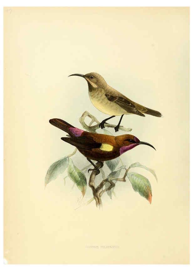 Reproducción/Reproduction 6431116553: A monograph of the Nectariniidae, or, Family of sun-birds London :Published by the author,1876-1880