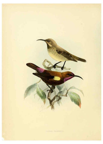 Reproducción/Reproduction 6431116553: A monograph of the Nectariniidae, or, Family of sun-birds London :Published by the author,1876-1880