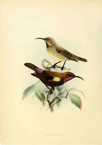Reproducción/Reproduction 6431116553: A monograph of the Nectariniidae, or, Family of sun-birds London :Published by the author,1876-1880