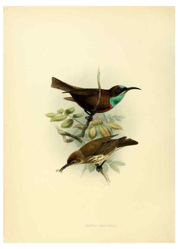 Reproducción/Reproduction 6431116853: A monograph of the Nectariniidae, or, Family of sun-birds London :Published by the author,1876-1880
