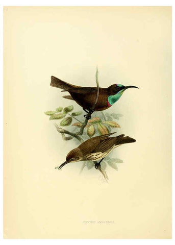 Reproducción/Reproduction 6431116853: A monograph of the Nectariniidae, or, Family of sun-birds London :Published by the author,1876-1880