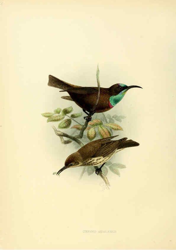 Reproducción/Reproduction 6431116853: A monograph of the Nectariniidae, or, Family of sun-birds London :Published by the author,1876-1880
