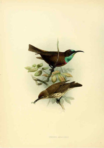 Reproducción/Reproduction 6431116853: A monograph of the Nectariniidae, or, Family of sun-birds London :Published by the author,1876-1880