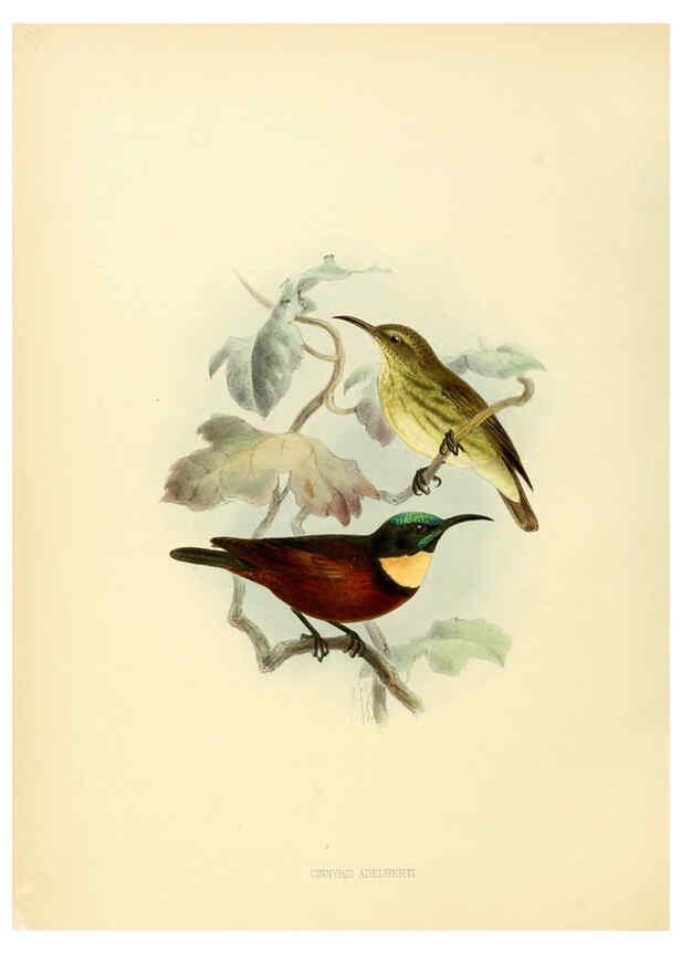 Reproducción/Reproduction 6431117365: A monograph of the Nectariniidae, or, Family of sun-birds London :Published by the author,1876-1880