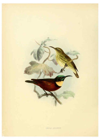 Reproducción/Reproduction 6431117365: A monograph of the Nectariniidae, or, Family of sun-birds London :Published by the author,1876-1880