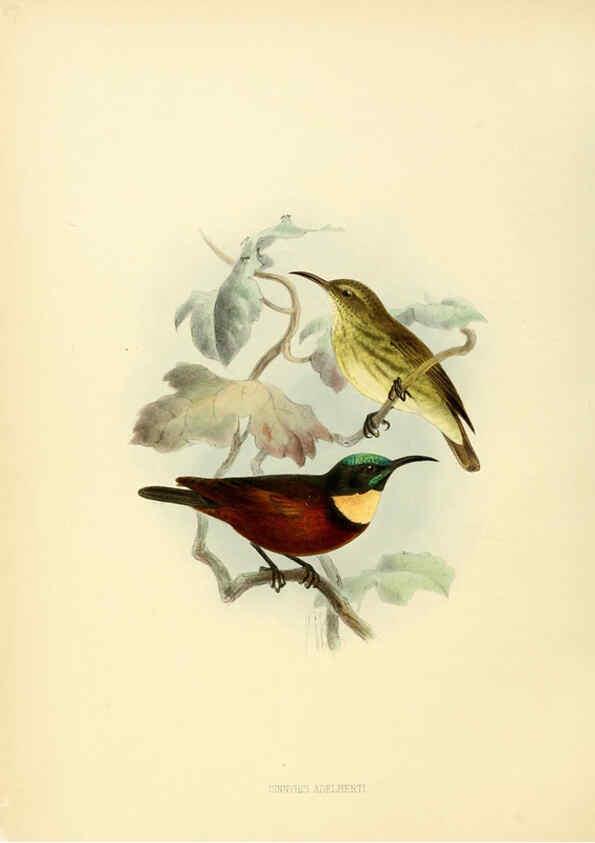 Reproducción/Reproduction 6431117365: A monograph of the Nectariniidae, or, Family of sun-birds London :Published by the author,1876-1880