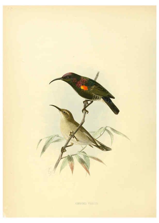 Reproducción/Reproduction 6431117815: A monograph of the Nectariniidae, or, Family of sun-birds London :Published by the author,1876-1880