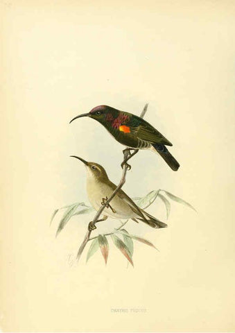Reproducción/Reproduction 6431117815: A monograph of the Nectariniidae, or, Family of sun-birds London :Published by the author,1876-1880
