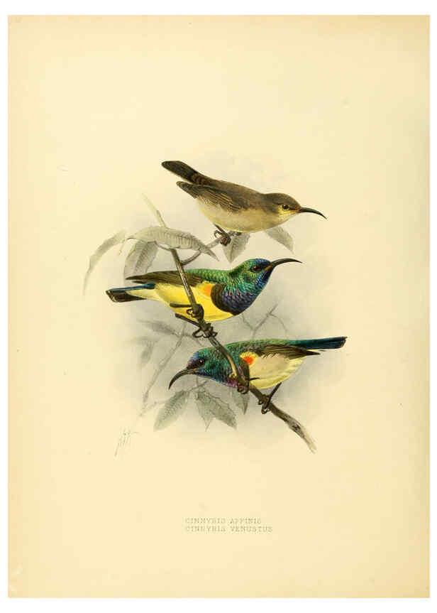 Reproducción/Reproduction 6431111913: A monograph of the Nectariniidae, or, Family of sun-birds London :Published by the author,1876-1880