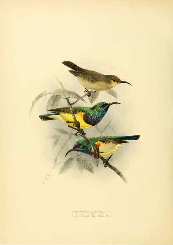 Reproducción/Reproduction 6431111913: A monograph of the Nectariniidae, or, Family of sun-birds London :Published by the author,1876-1880