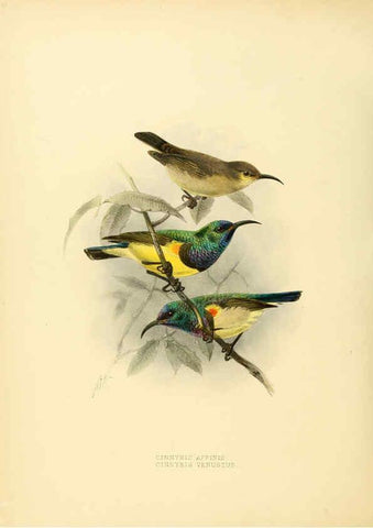 Reproducción/Reproduction 6431111913: A monograph of the Nectariniidae, or, Family of sun-birds London :Published by the author,1876-1880