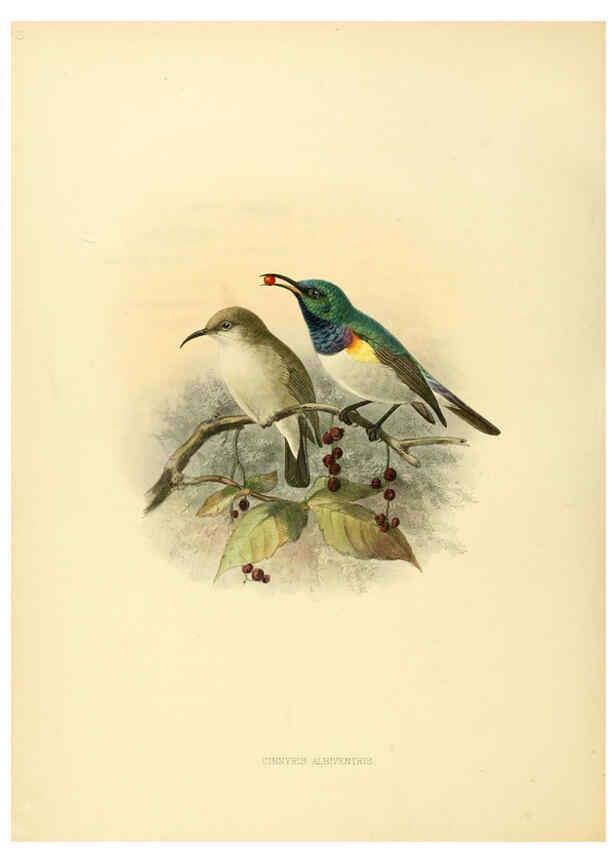 Reproducción/Reproduction 6431111571: A monograph of the Nectariniidae, or, Family of sun-birds London :Published by the author,1876-1880
