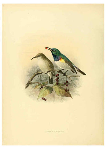 Reproducción/Reproduction 6431111571: A monograph of the Nectariniidae, or, Family of sun-birds London :Published by the author,1876-1880