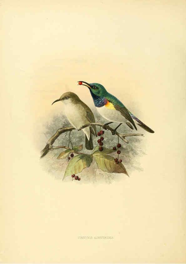 Reproducción/Reproduction 6431111571: A monograph of the Nectariniidae, or, Family of sun-birds London :Published by the author,1876-1880