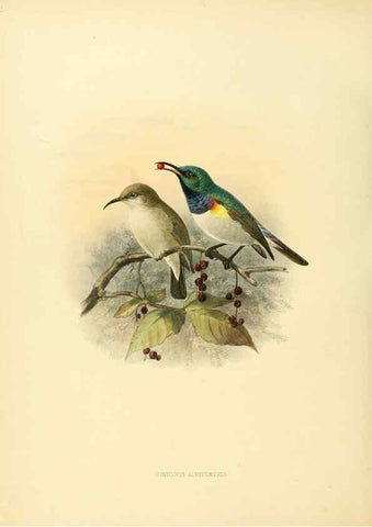 Reproducción/Reproduction 6431111571: A monograph of the Nectariniidae, or, Family of sun-birds London :Published by the author,1876-1880