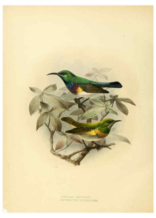 Reproducción/Reproduction 6431111219: A monograph of the Nectariniidae, or, Family of sun-birds London :Published by the author,1876-1880