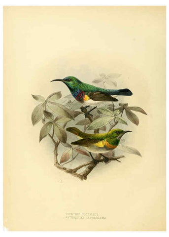 Reproducción/Reproduction 6431111219: A monograph of the Nectariniidae, or, Family of sun-birds London :Published by the author,1876-1880