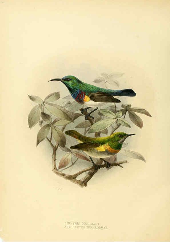 Reproducción/Reproduction 6431111219: A monograph of the Nectariniidae, or, Family of sun-birds London :Published by the author,1876-1880