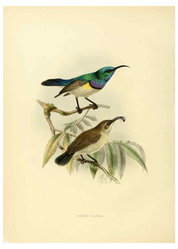 Reproducción/Reproduction 6431110663: A monograph of the Nectariniidae, or, Family of sun-birds London :Published by the author,1876-1880